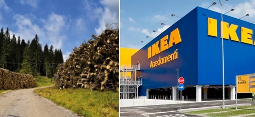 Ikea dona 4.000 nuovi alberi a Corvara, colpita da Vaia: Piantate specie resistenti alle tempeste per far rinascere il